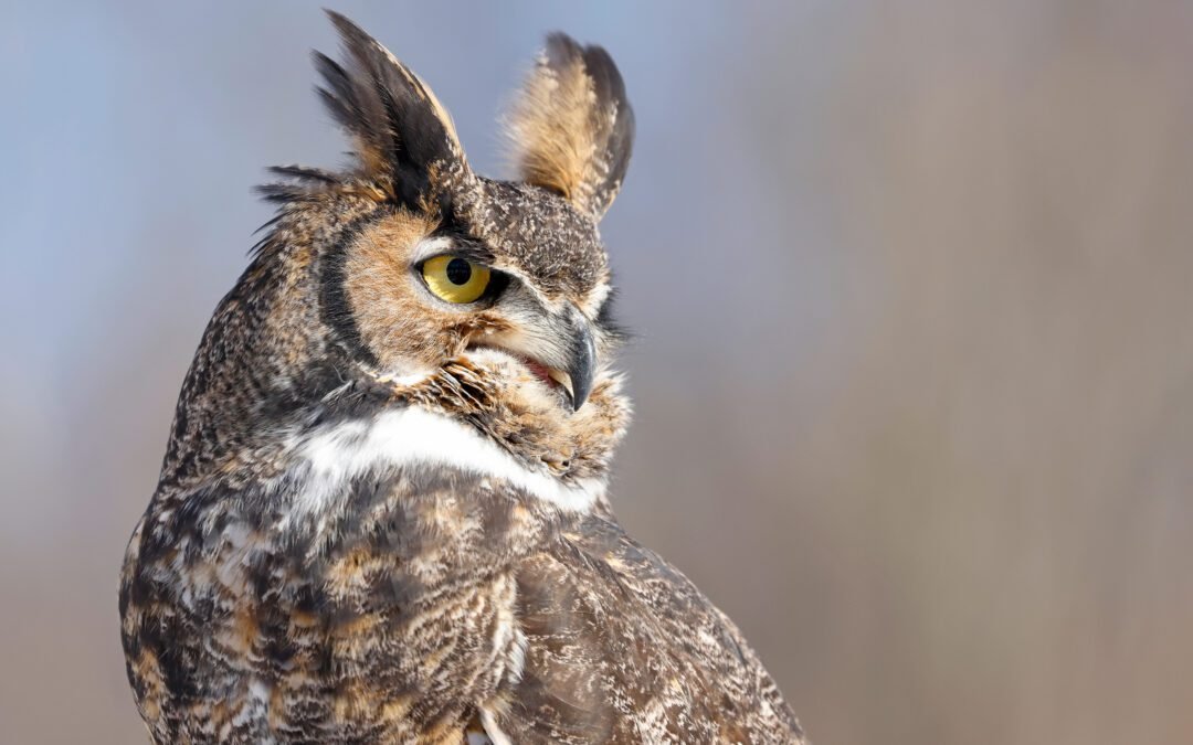 Great Horned Owl