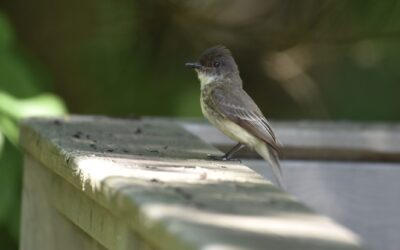 Eastern Phoebe & Wood-Pewee