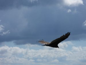 Hawkwatch Turkey Vulture by Anna Butler