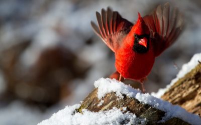 You don’t want hangry birds, do you?