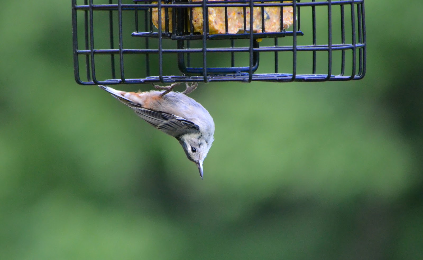 White Breasted Nuthatch (photo: Holly Ellerbusch)
