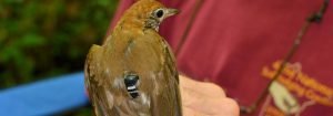 Wood Thrush with Geolocator by Emily Patterson