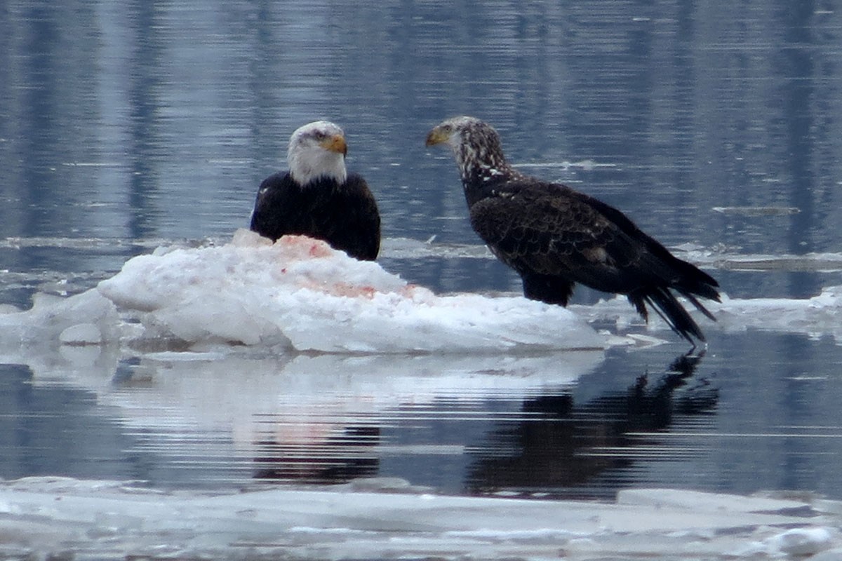 Adult and Subadult Bald Eagle - Verplank (photo: Banvir Chaudhary)