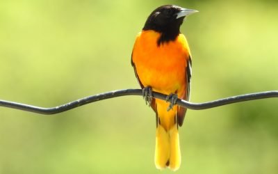 Baltimore & Orchard Oriole