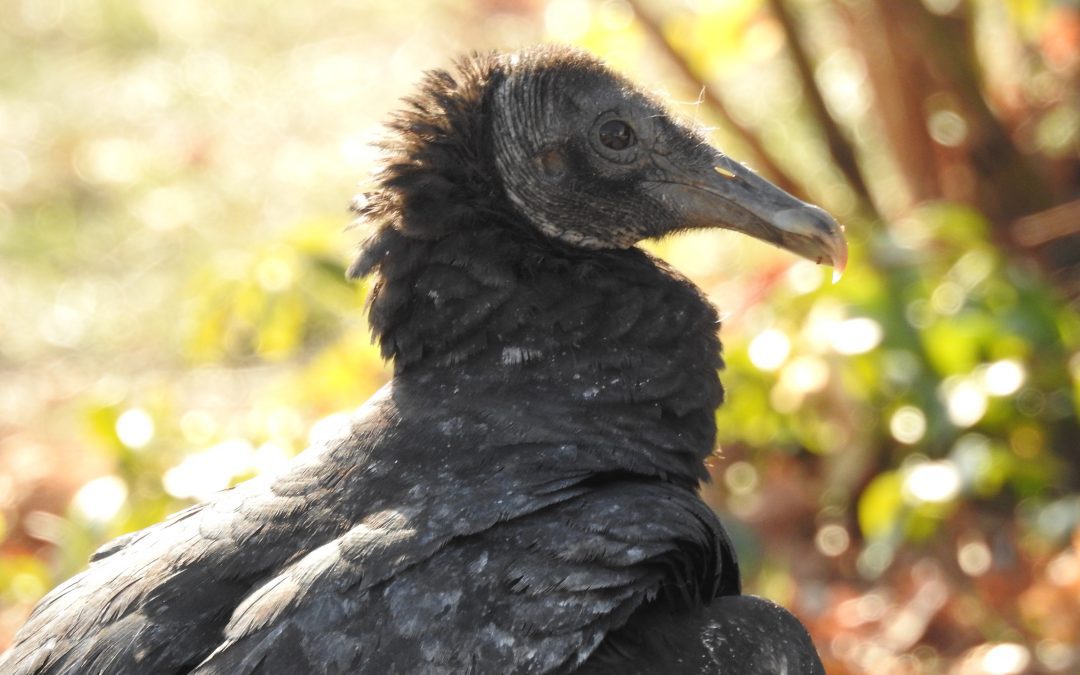 Turkey Vulture & Black Vulture