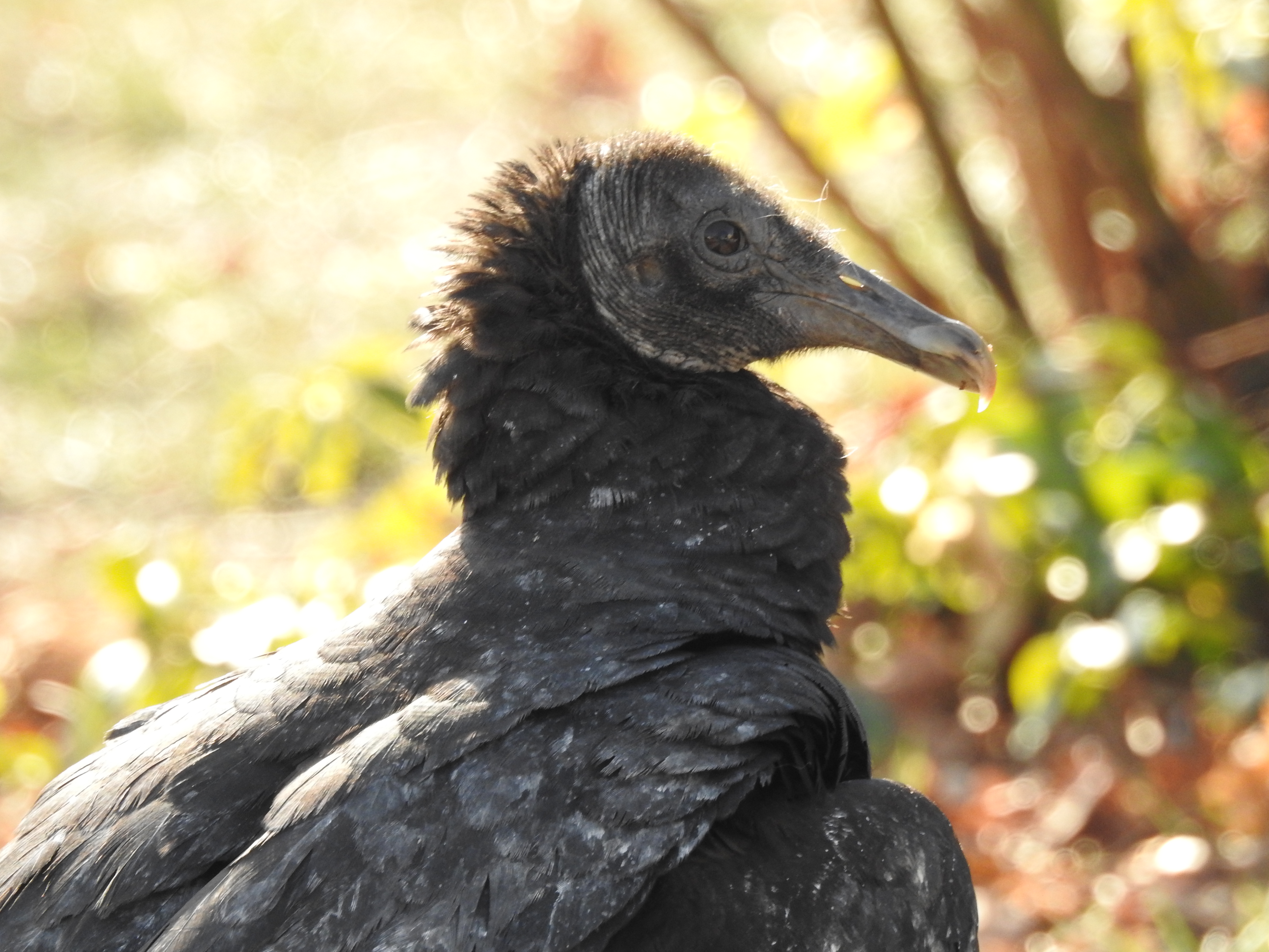 Black Vulture by Tait Johansson