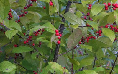 A Journey from Birds to Native Plants