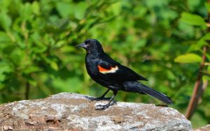 Male Red-winged Blackbird by Holly Ellerbusch