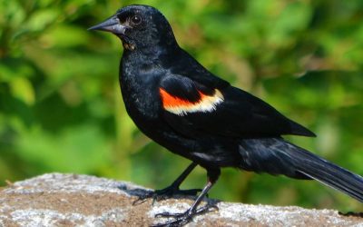 March Environmental Education: What to Do