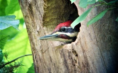 Pileated Woodpecker