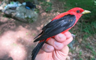 May Environmental Education: What to Do