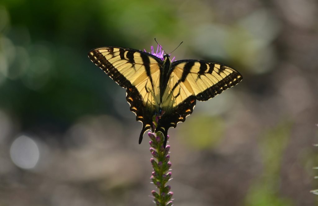 Tiger Swallowtail by Holly Ellerbusch