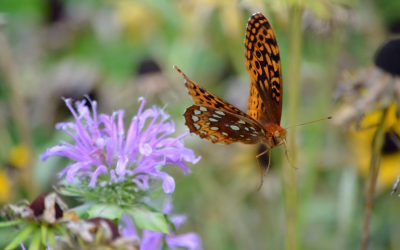 What to Do: July Environmental Education