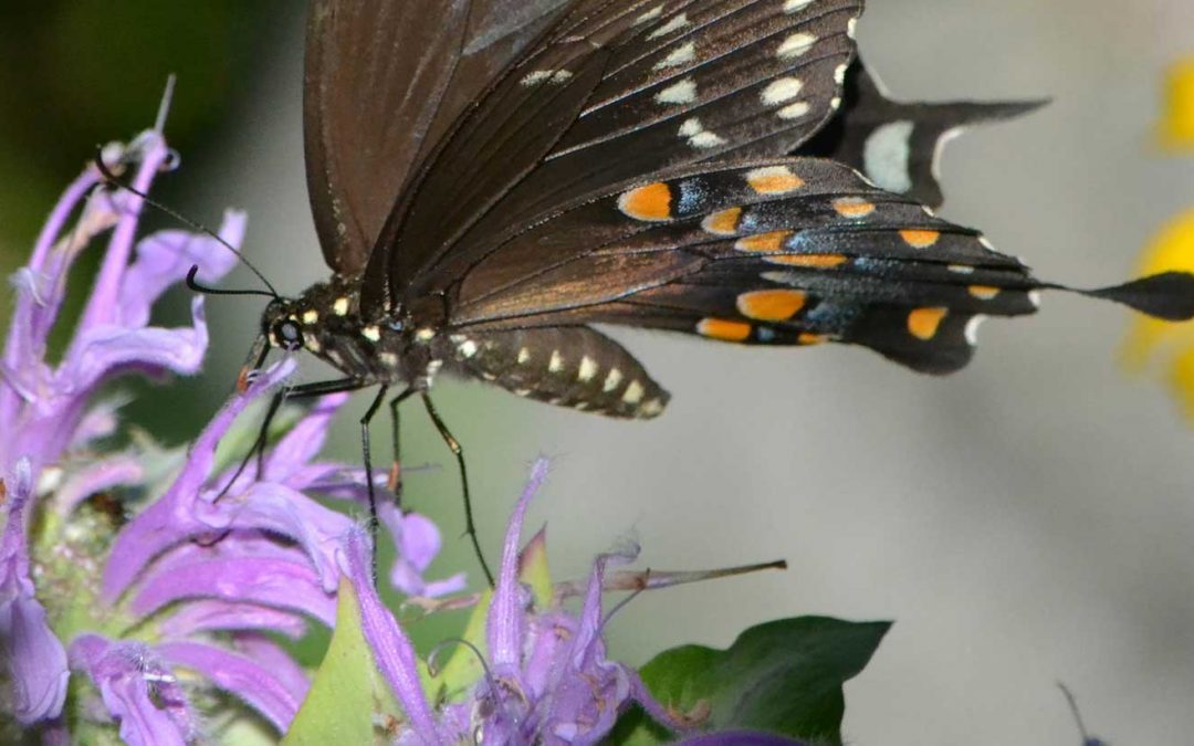 Lecture: Elizabeth Stein on Planting for Birds and Pollinators