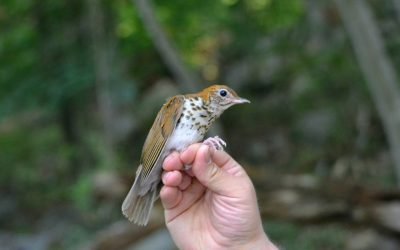 Wood Thrush & Veery