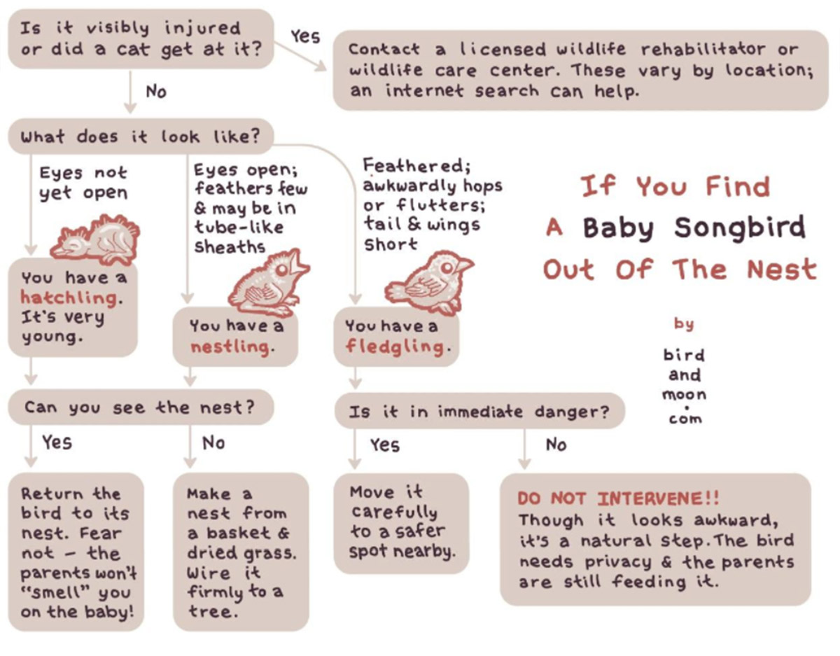 What to do if you find a baby songbird out of the nest