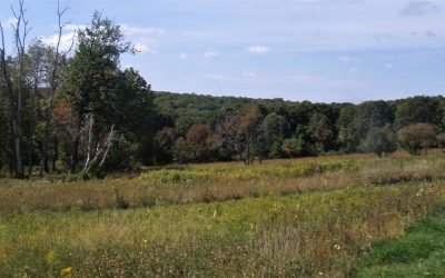 Learn about young forest habitat & the New England Cottontail with Kevin Clarke February 8