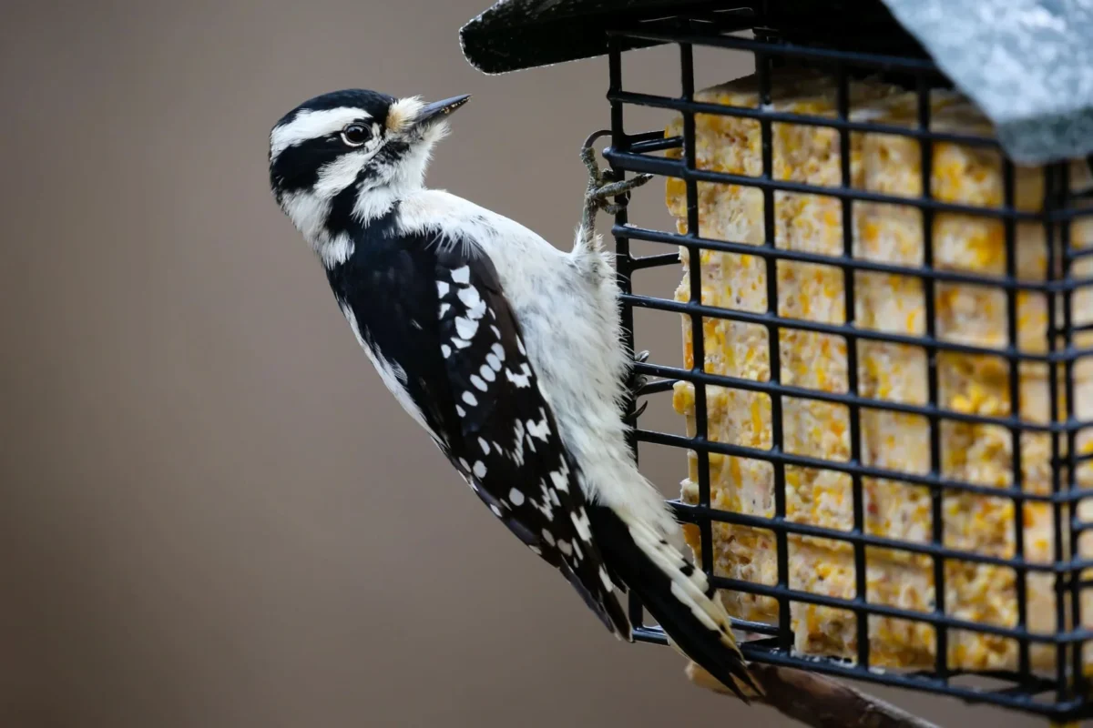 Nut & Berry Suet (Staff Pick) - Image 3