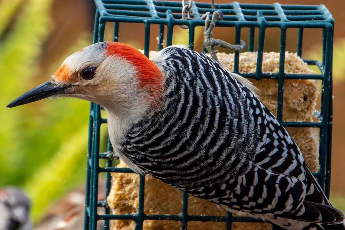 Peanut Blend Suet (Staff Pick) - Image 3