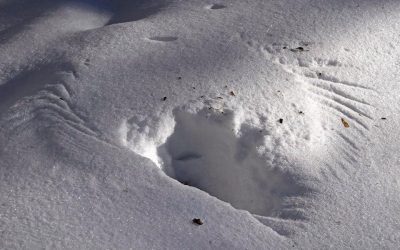 5 Animal Tracks to Look for in Your Backyard