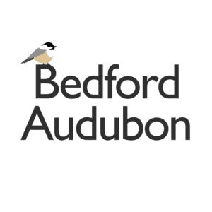 Bedford Audubon