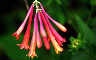 Ten Reasons to Volunteer in our Leon Levy Native Garden