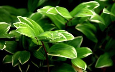 Find Inspiration with Our Garden Tours this Season