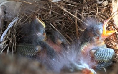 Nest Boxes: Manage, Maintain, & Monitor