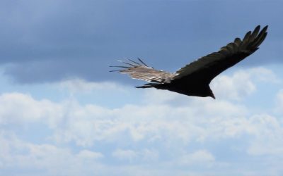 Join our HawkWatch Team as the Lead Counter