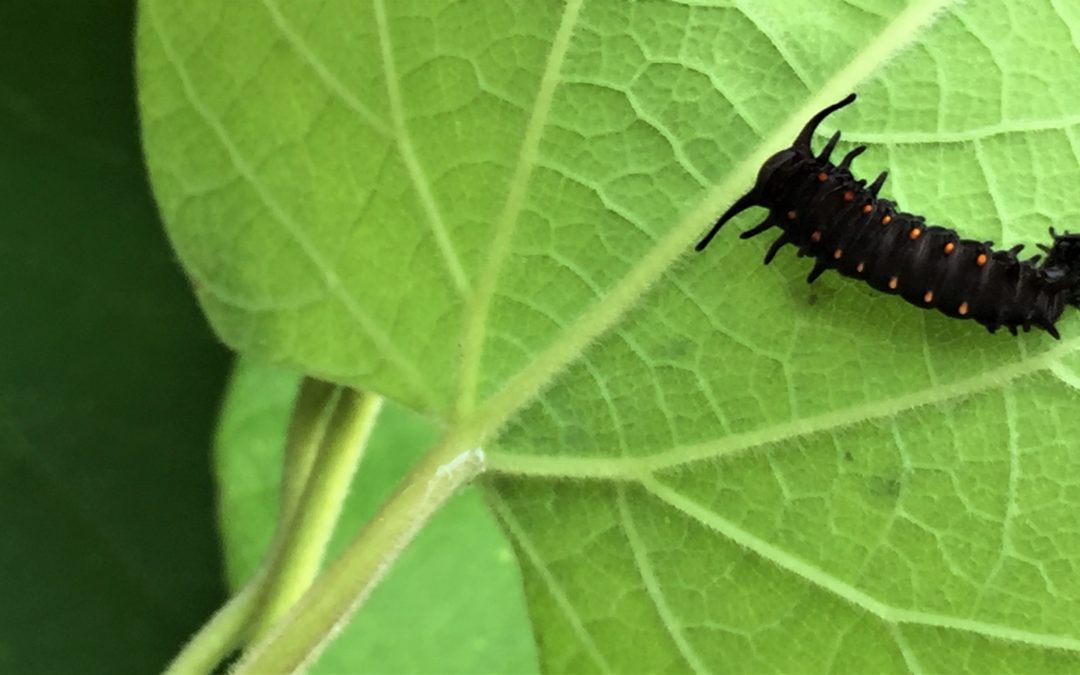The Pipevine Lifeline: We’re Expecting Pipevine Swallowtails!