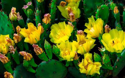 Plants for a Deer Resistant Garden: Here Comes the Sun