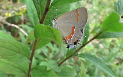 What to Do: August Environmental Education