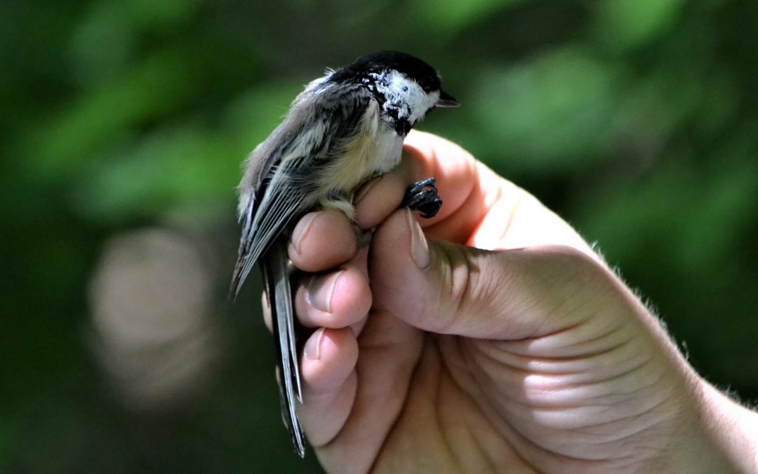 Bird Bling: The Why & How of Bird Banding Research