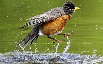 May Environmental Education: What to Do