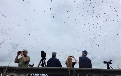Join us for a Cape May Birding Extravaganza!
