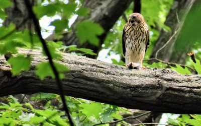 October Environmental Education: What to Do