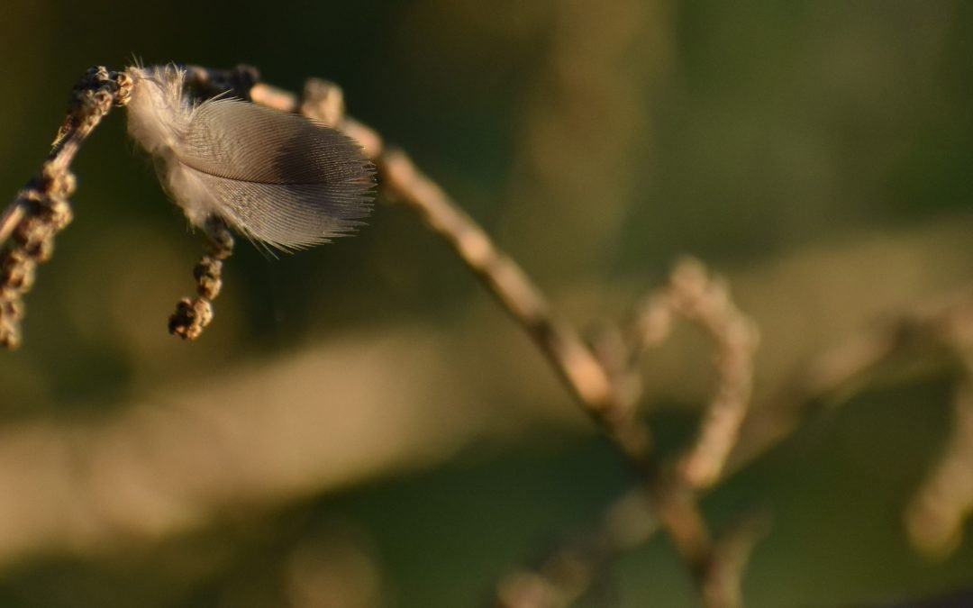 October Nature Almanac: What to Look for