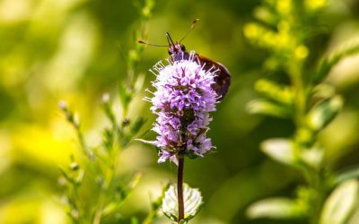 Pollinators of the Leon Levy Native Garden