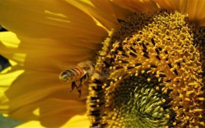 You’re invited to a screening of “Queen of the Sun” and Q&A!