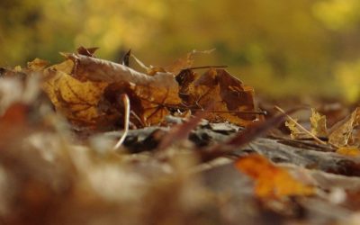 November Environmental Education: What to Do