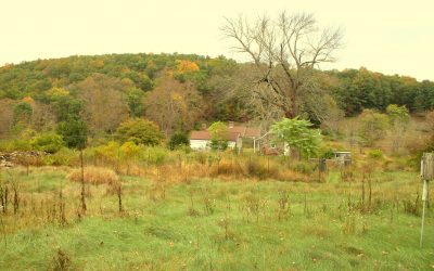 Annual Meeting and Public Lecture: Steve the “Wildman” Brill on Foraging in Westchester