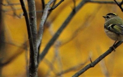 Hope in the Face of the Climate Change Challenge