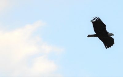 January Nature Almanac: What to Look for