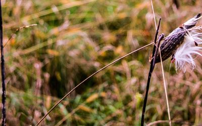 Advocacy Alert: Support Westchester’s Nature Centers