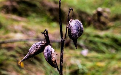 Thankful for you: Thank you to Susan Fisher!