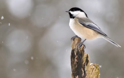 Give the Gift of Conservation Today!