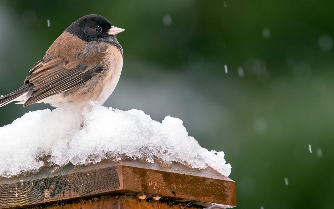 Community Science: Christmas Bird Count Season