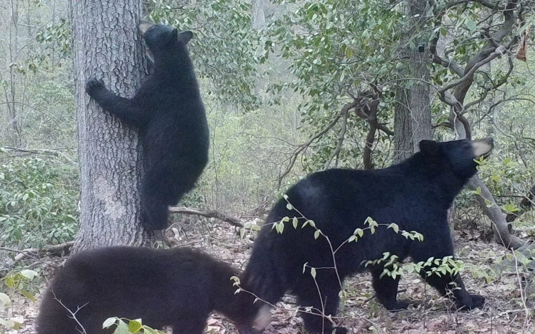 Lecture: Bears in Our Backyards with Budd Veverka