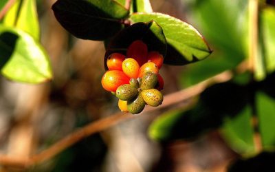 Thankful for you: Thank you to Bob Rohr