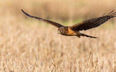 January Environmental Education: What to Do